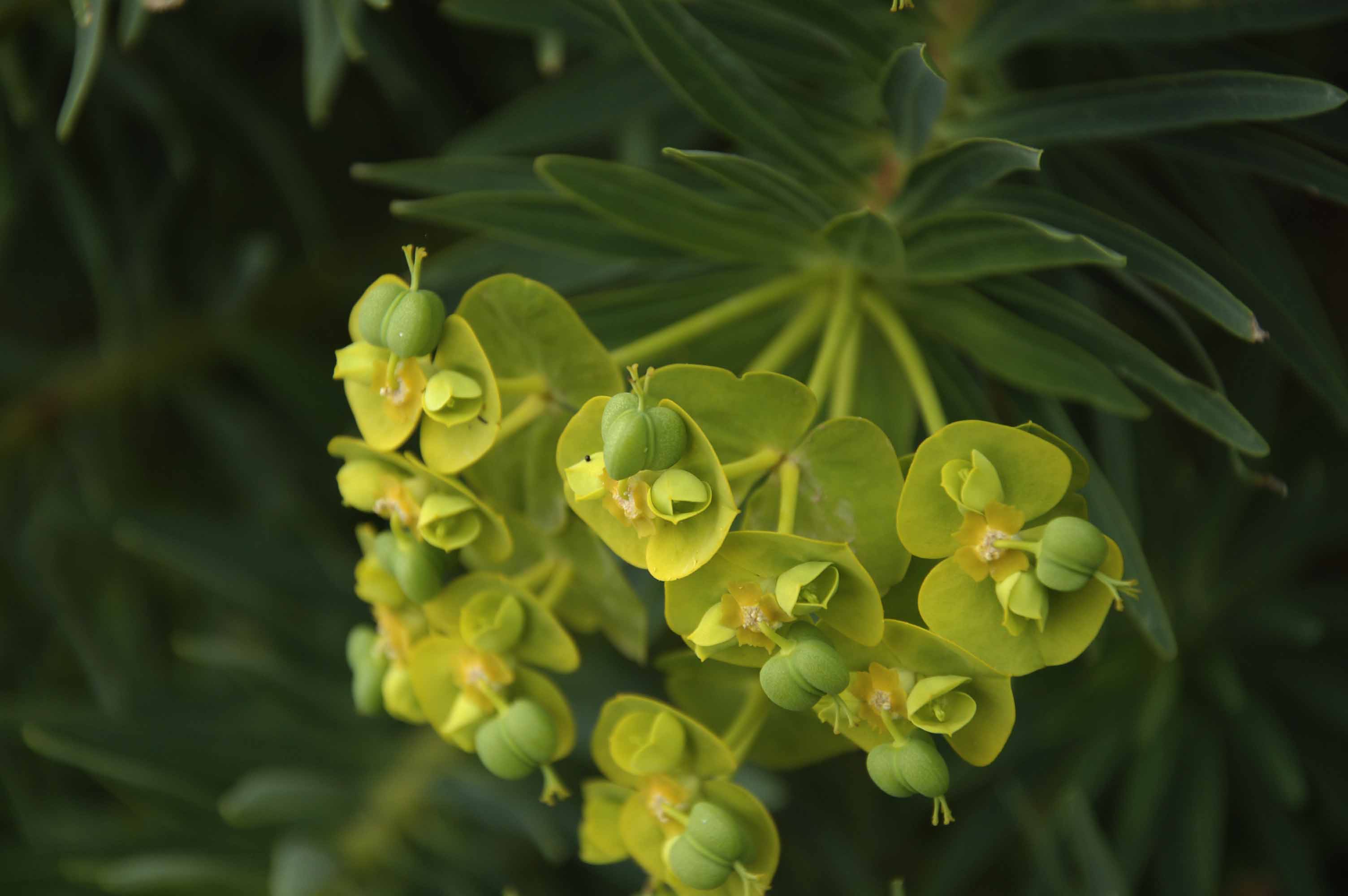 Euforbie dello Zingaro. E. dendroides e E. bivonae